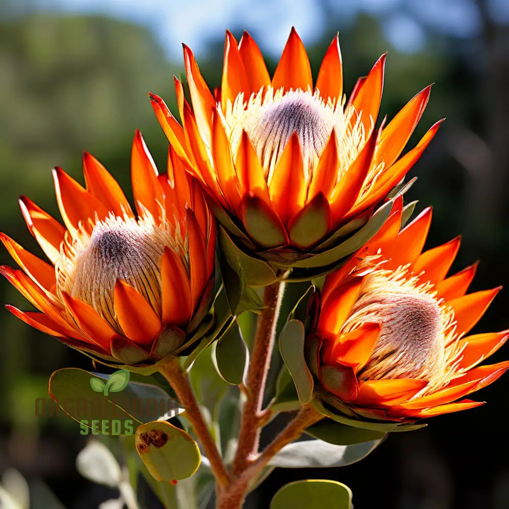 Orange protea flower seeds for garden planting