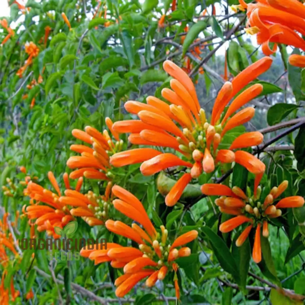 Orange Pyrostegia Venusta Flower Seeds For Gardening & Planting Seeds