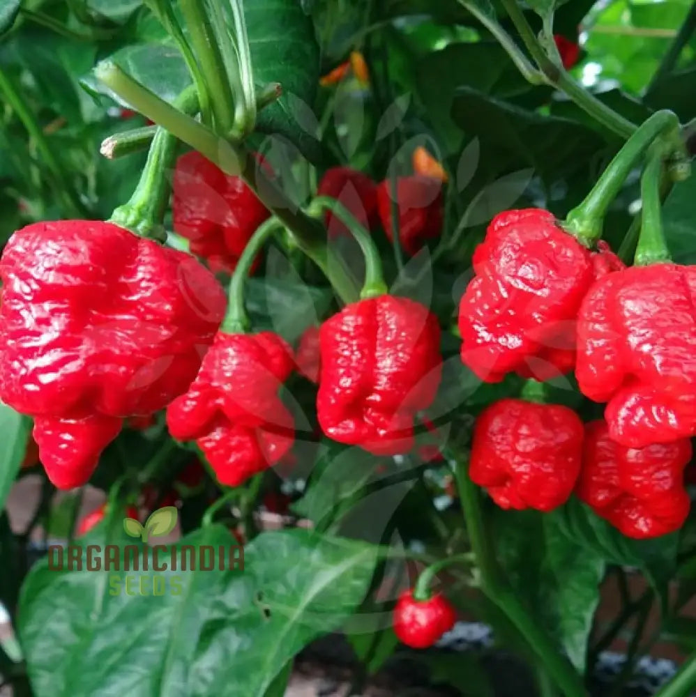 Orange Trinidad Moruga pepper seeds for home gardening
