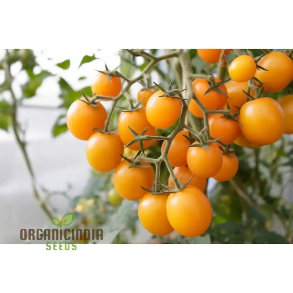 Orangeto Tomato Growing in Garden from Seeds, High-Yield Tomato