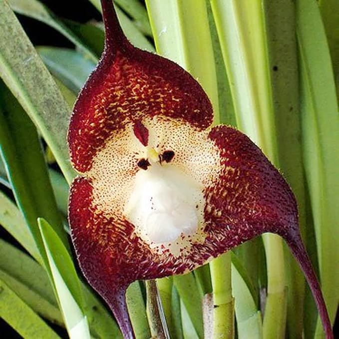 Orchid seeds Dracula simia perennial variety