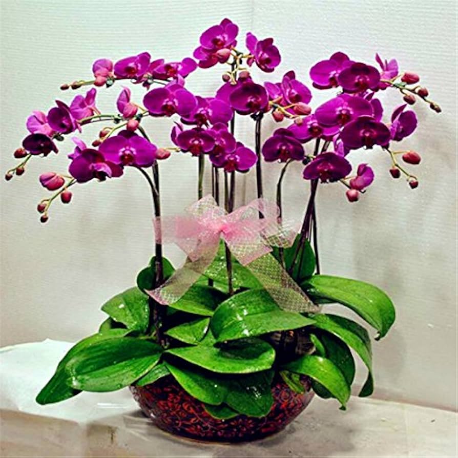 Orchid seeds ideal for pots and indoor décor