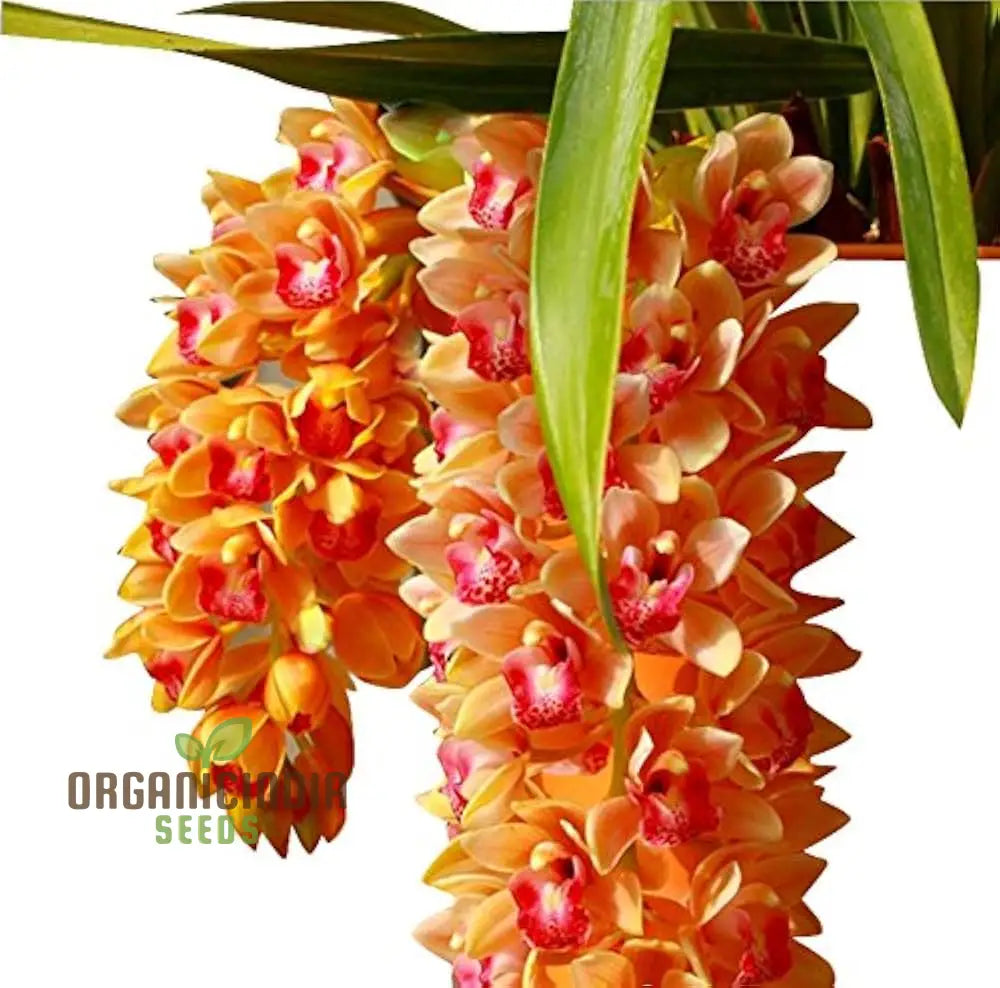 Orchid seeds for planting indoor ornamental garden plants