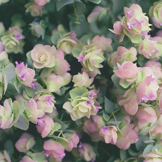 Oregano seeds for low-maintenance landscape ground cover