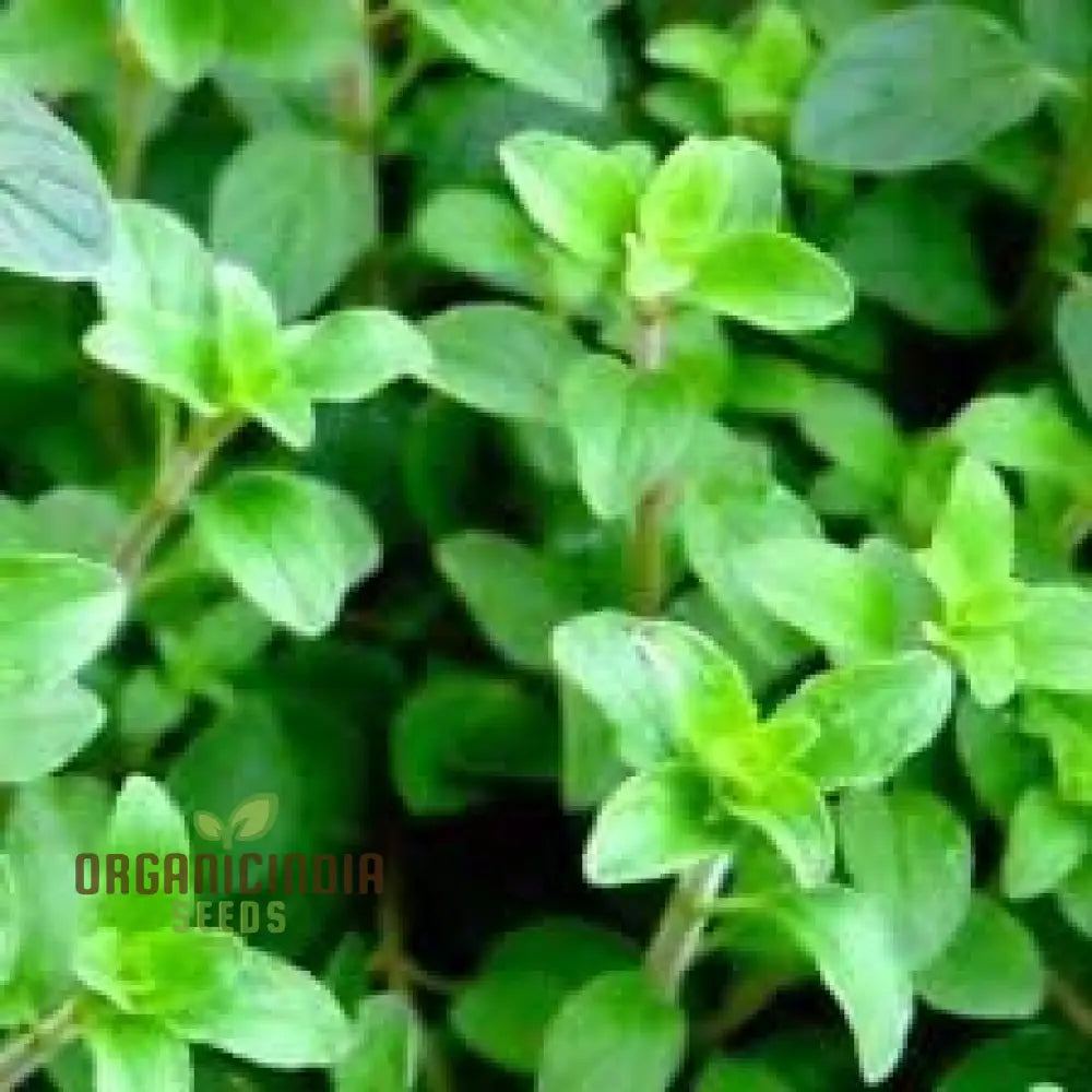 Oregano Herb Seeds Organic Common Non-Gmo