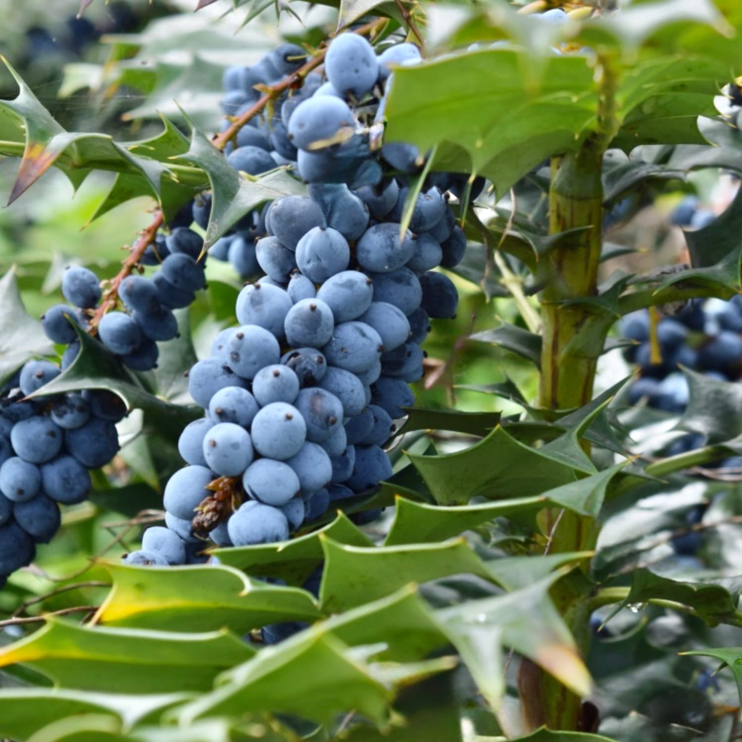 5 Semi Di Mahonia Aquifolium (Oregon Grape) - Pianta Di Agrifoglio Ornamentale, Bacche Commestibili