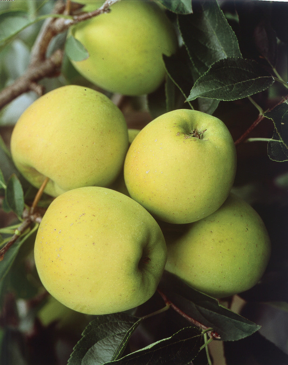 Organic-style Antonovka apple seeds for sustainable gardening