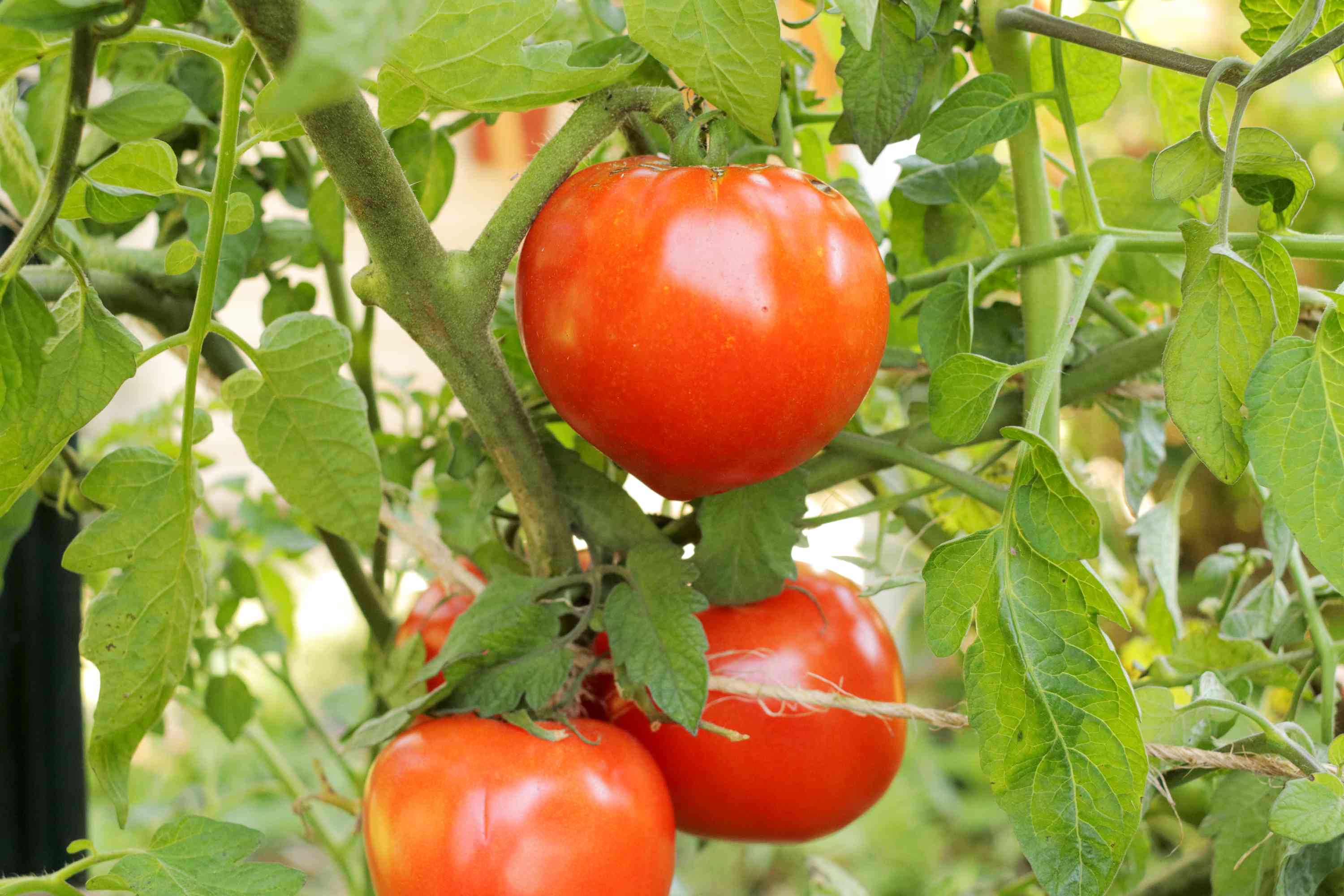 Organic Celebrity Tomato Seeds – Flavorful Hybrid Tomato Variety