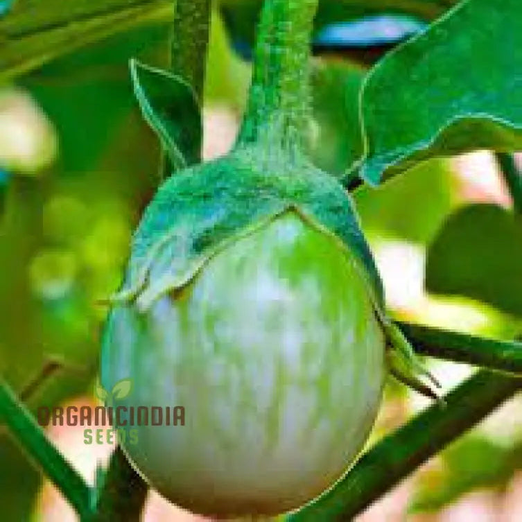 Organic Green Brinjal Eggplant Seeds For Planting Grow Fresh Healthy And In Your Garden Nightshades