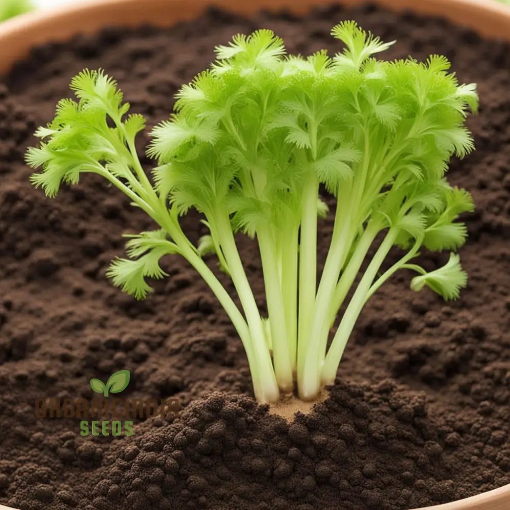 Organic Green Celery Seeds for Planting, Smooth and Crisp Home Garden Vegetable Seeds