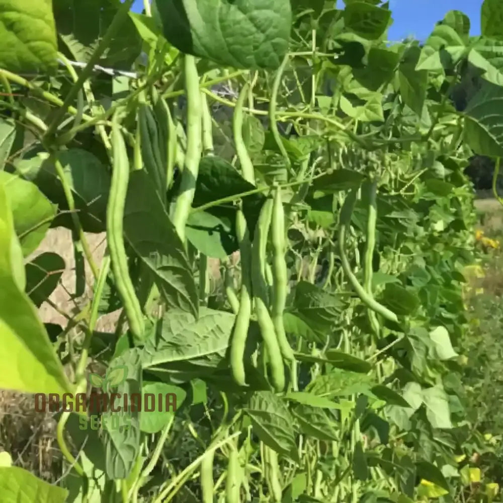 Organic Green Contender Bean Seeds High Yield Gardening