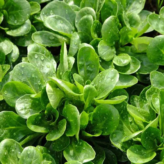 Organic Mâche Lettuce Seeds for Home Gardening