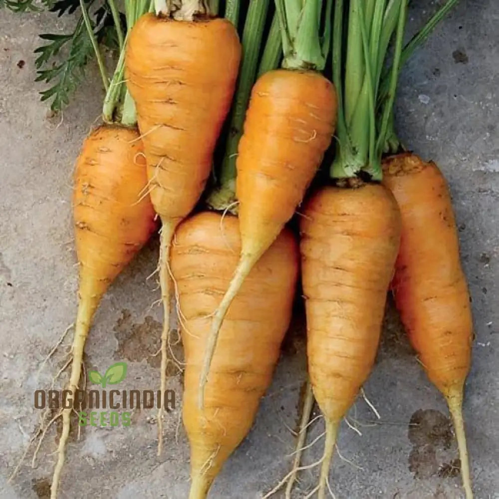 Organic Oxheart Carrot Seeds For Planting: Heirloom Gardening Delight For Long Sweet Harvests