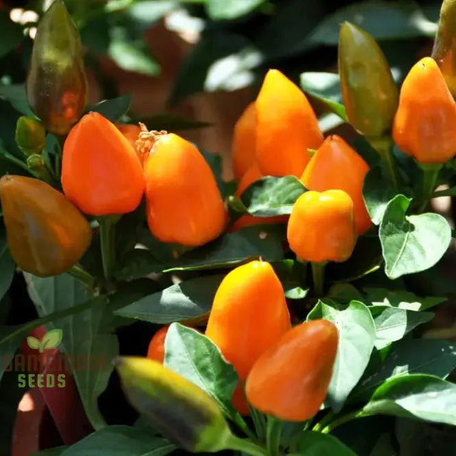 Organic Pepper Seeds for Home Garden and Container Growing