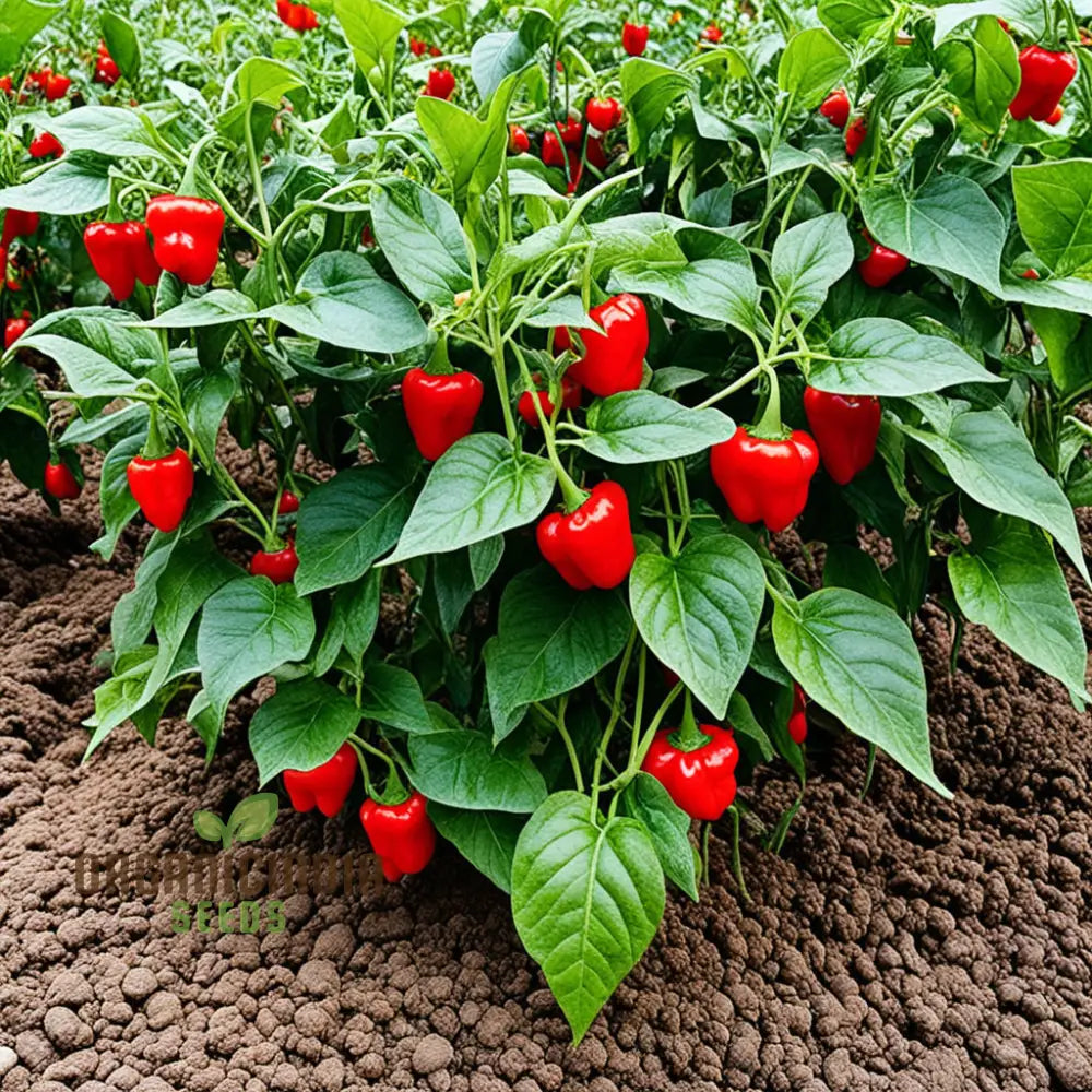 Organic Red Capsicum Seeds for Home Garden, Sweet Red Pepper Seeds