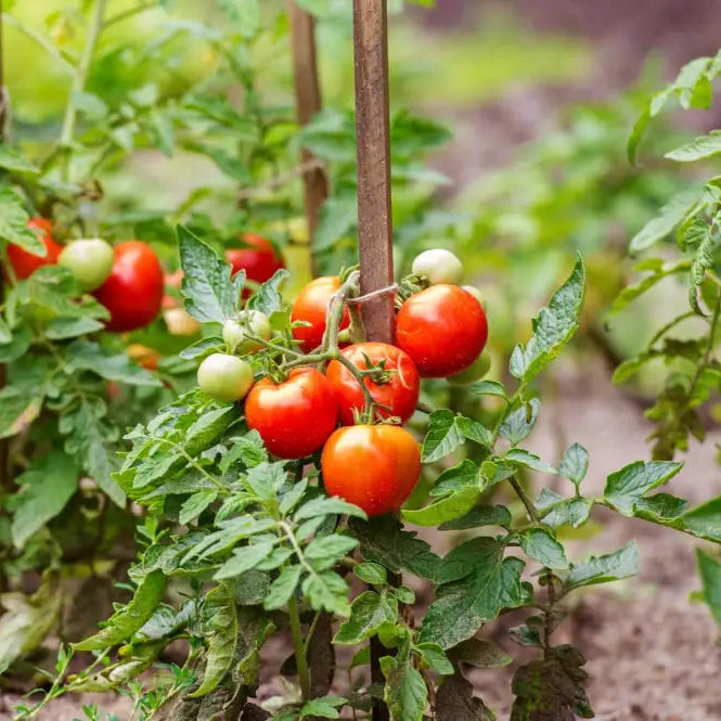 Organic red tomato seeds for home garden planting