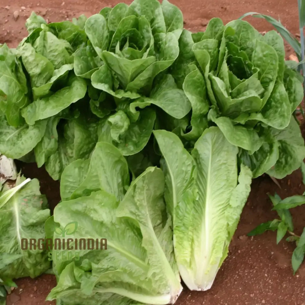 Organic Romaine Parris Island Cos Vegetable Seeds - Crisp Nutritious Heirloom Variety For Home