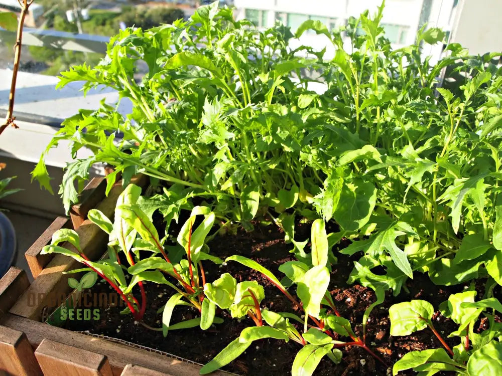 Organic Spicy Greens Mix Plants Growing in Garden