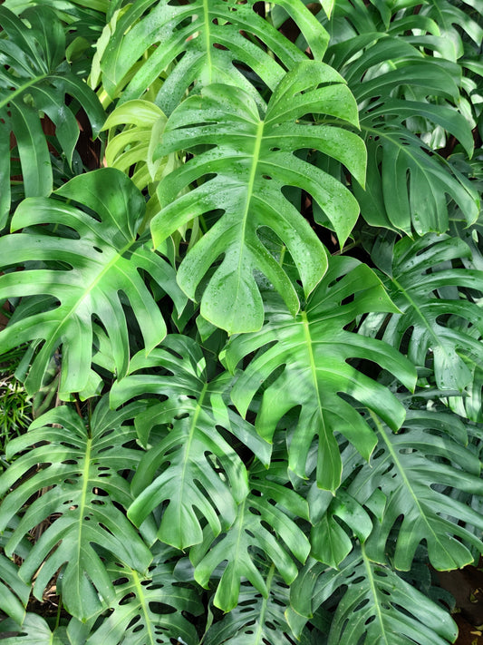 Organic Split Leaf Philodendron Seeds for Tropical Indoor Planting