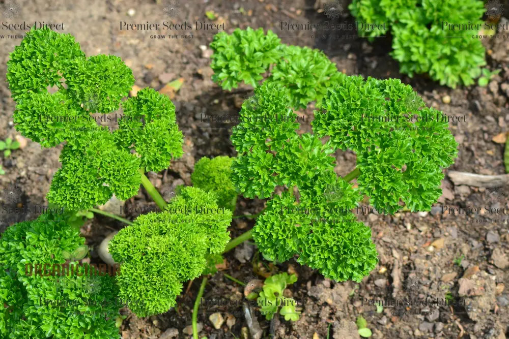 最後の1点カラー パセリ parsley クリーム 最後の1点カラー パセリ