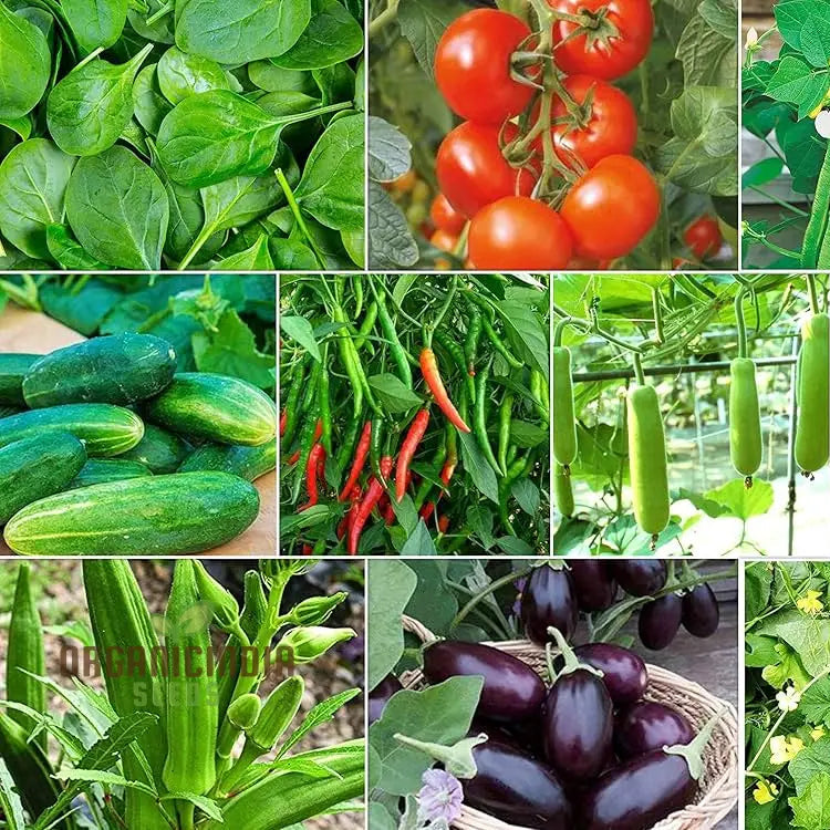 Organic Vegetable Seeds Combo - 10 Varieties For Gardening Enthusiasts