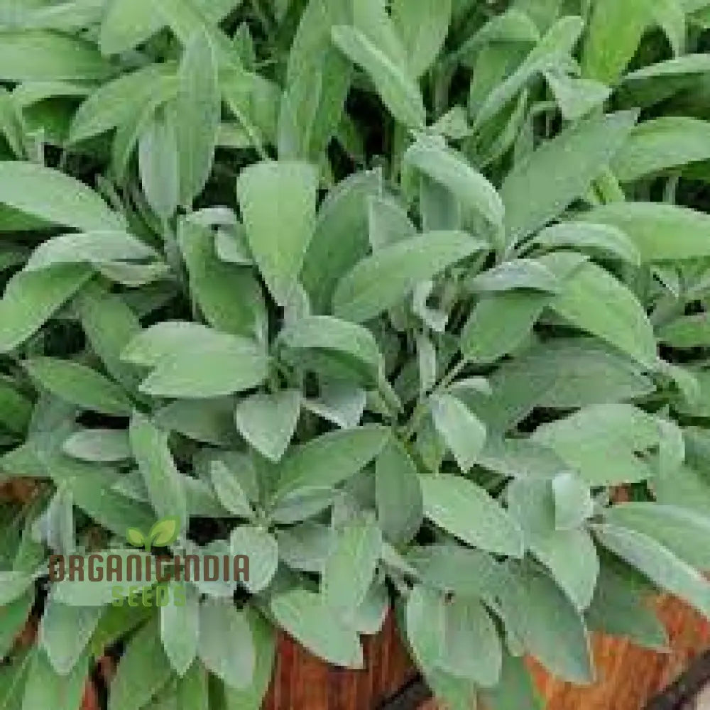 Organic White Sage Seeds for Culinary and Garden Use