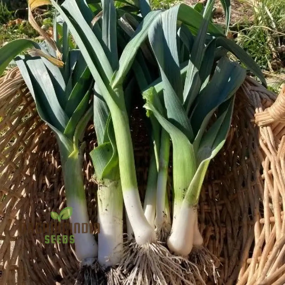 Mature Oriental Allium Adventure Chinese Leek Plant from Seeds, Long Flavorful Stalks