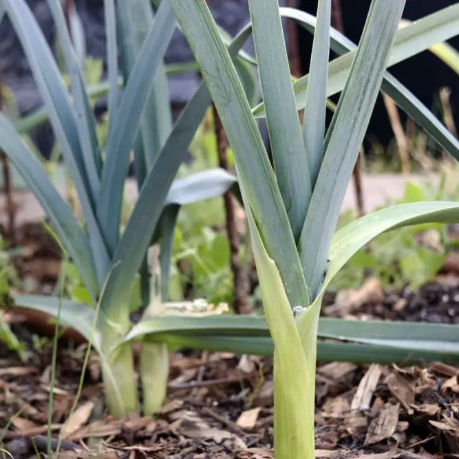 Oriental Allium Adventure Chinese Leek Seeds for Home Garden, Easy-to-Grow Vegetable Seeds