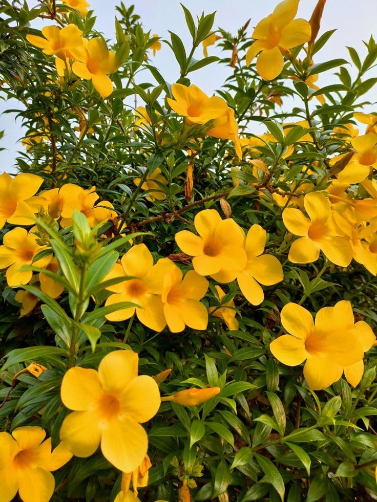 Ornamental Allamanda Flower Seeds for Stunning Garden Displays
