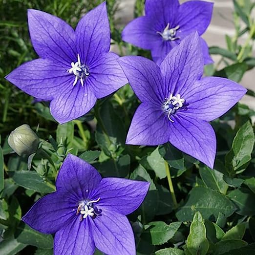 Ornamental Balloon Flower Seeds for Landscaping and Home Gardens
