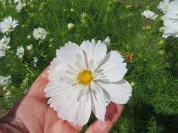 Ornamental Fizzy White Cosmos Seeds for Borders and Containers