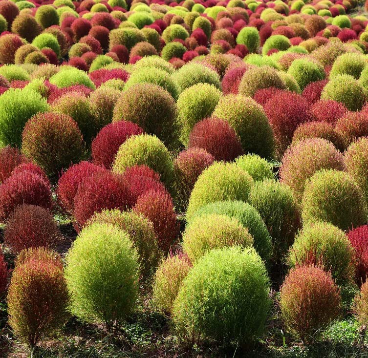 Ornamental Kochia Red Bush Seeds for Unique Garden Designs