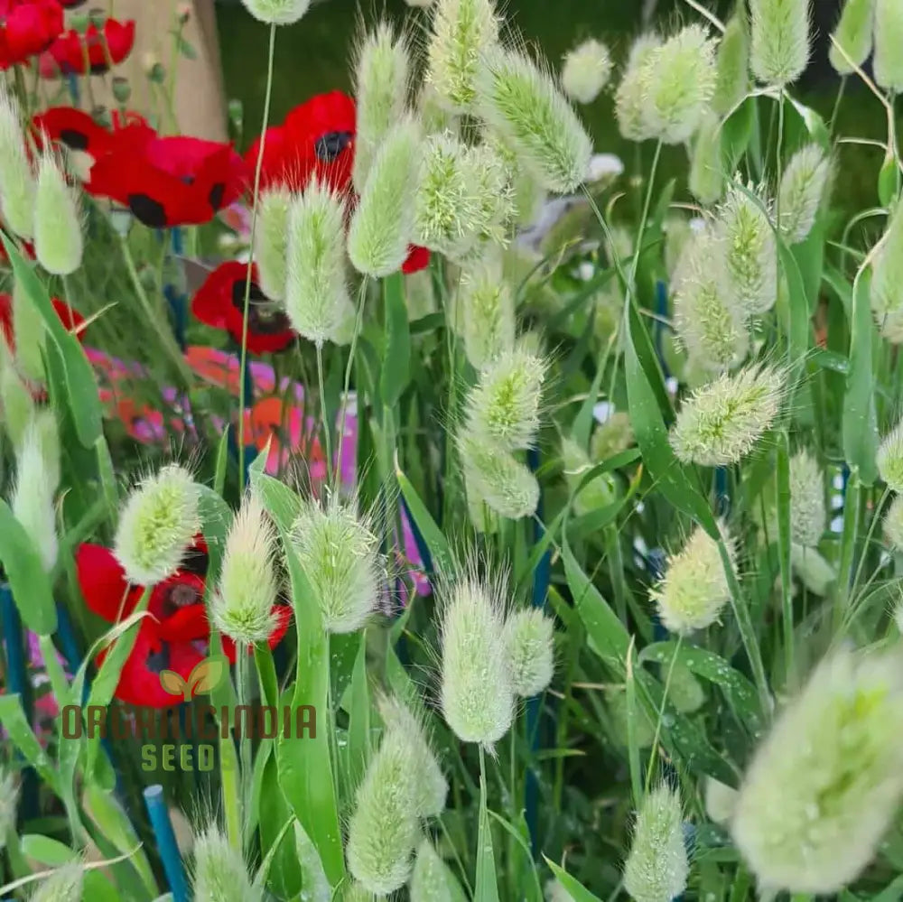 Ornamental Lagurus Seeds for Landscape Planting