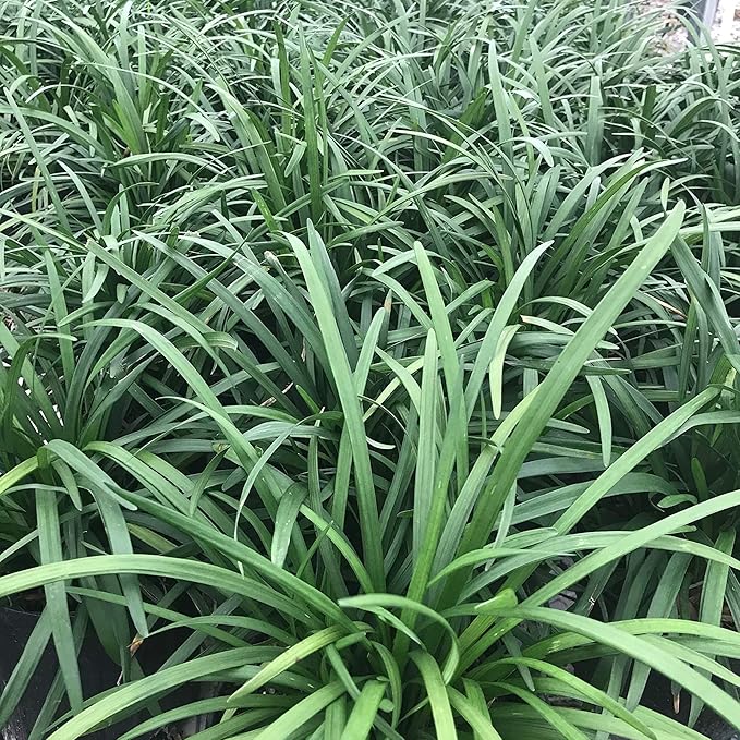 Ornamental Monkey Grass Non-GMO Seeds for Outdoor Planting