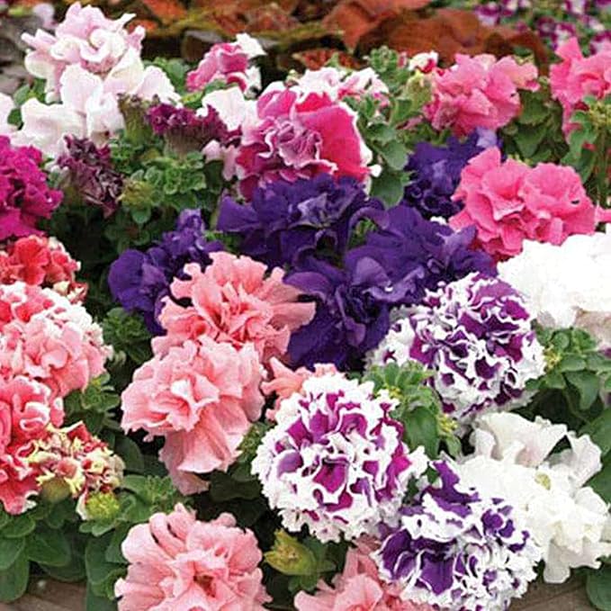 Ornamental Petunia Double Petal Seeds for Decorative Garden Planting