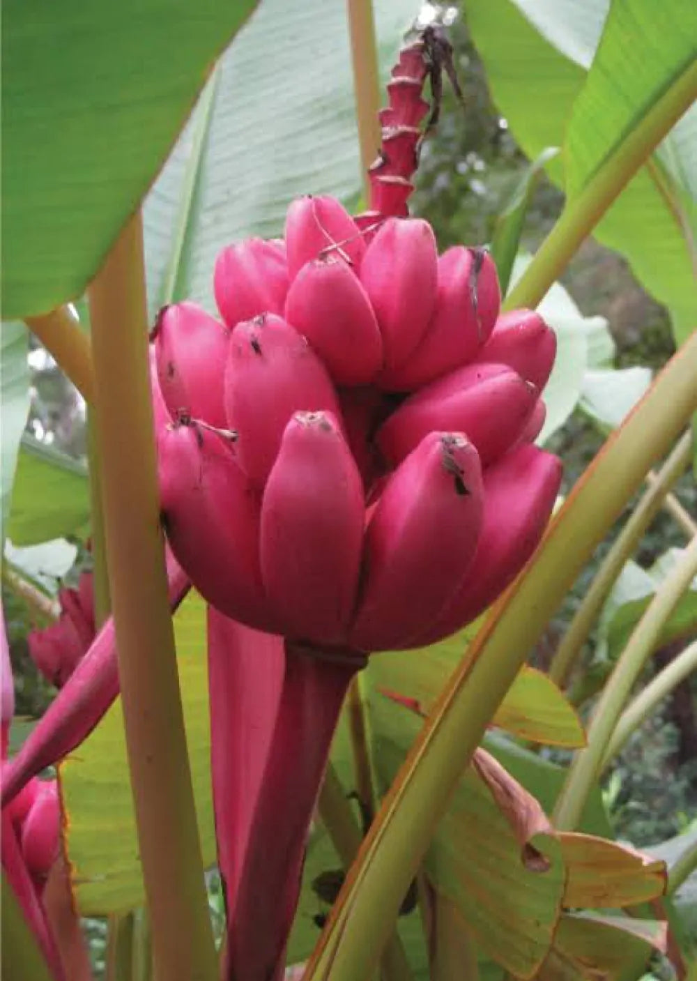 Ornamental Pink Bananas Growing on Plant