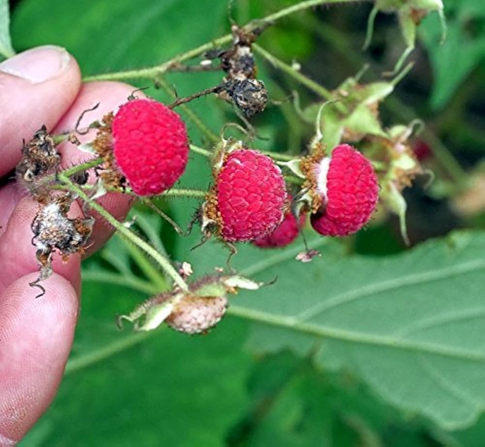 Ornamental raspberry seeds with purple flowers