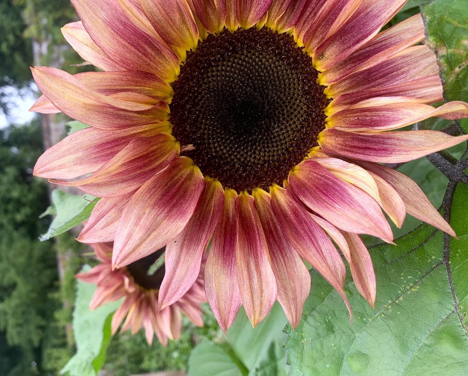 Ornamental Ruby Passion Sunflower Seeds for Stunning Garden Color