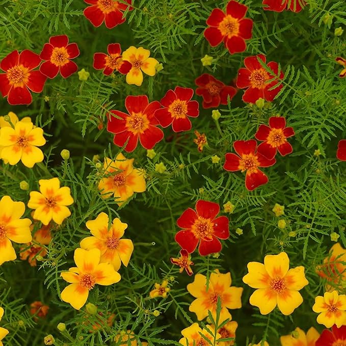 Ornamental Signet Marigold Seeds for Summer Flowering