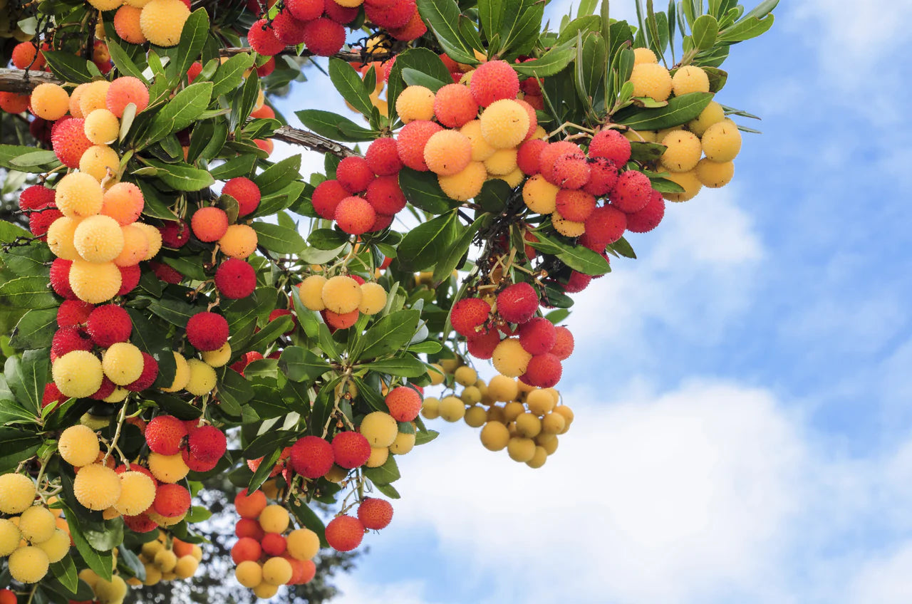 Ornamental Strawberry Tree seeds for home gardens