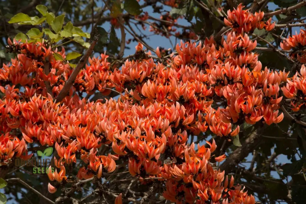 Ornamental Tree Seeds Butea Monosperma for Home Garden