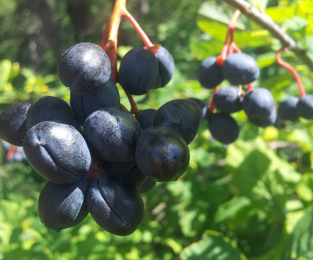 Oso Berry Shrub Seeds for Planting – Native Fruit-Bearing Shrub