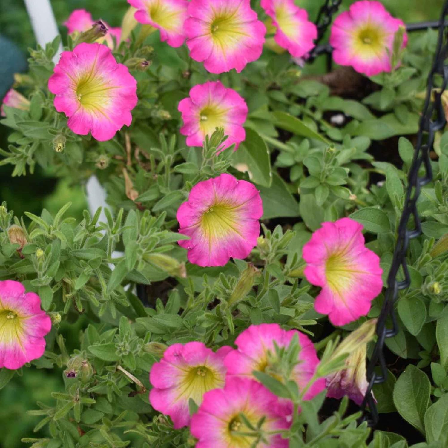 Hummingbird Attracting Petunia Seeds for Colorful Blooms