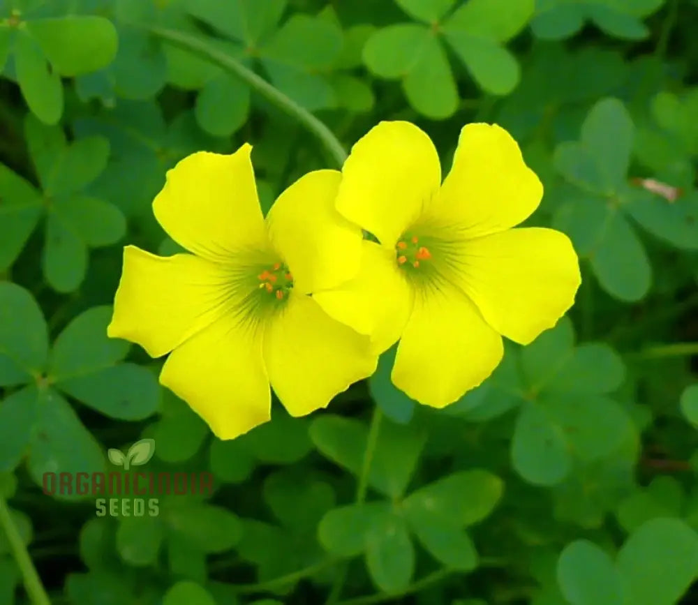 Oxalis Wood Sorrel Ground Cover Plant