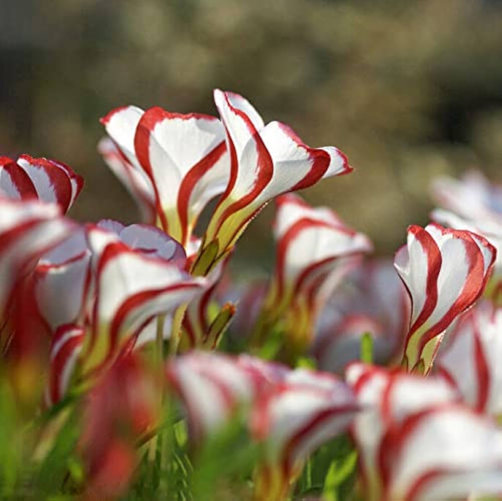 Candy Cane Sorrel in Patio Container Pot