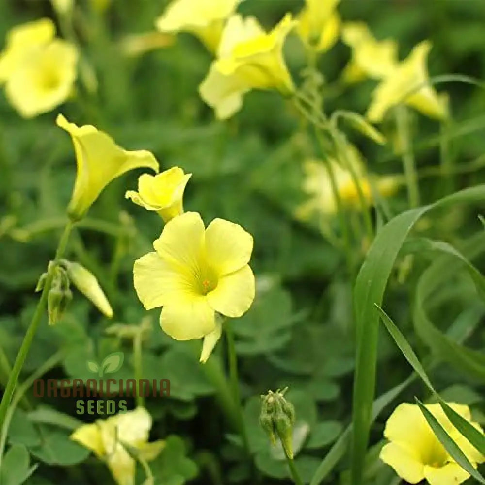 Oxalis Wood Sorrel Flower Seeds for Planting
