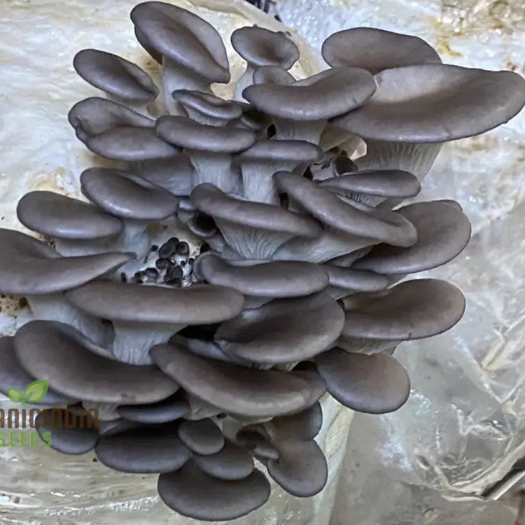 Blue-Grey Oyster Mushroom Clusters from Seeds, High-Yield Edible Mushrooms