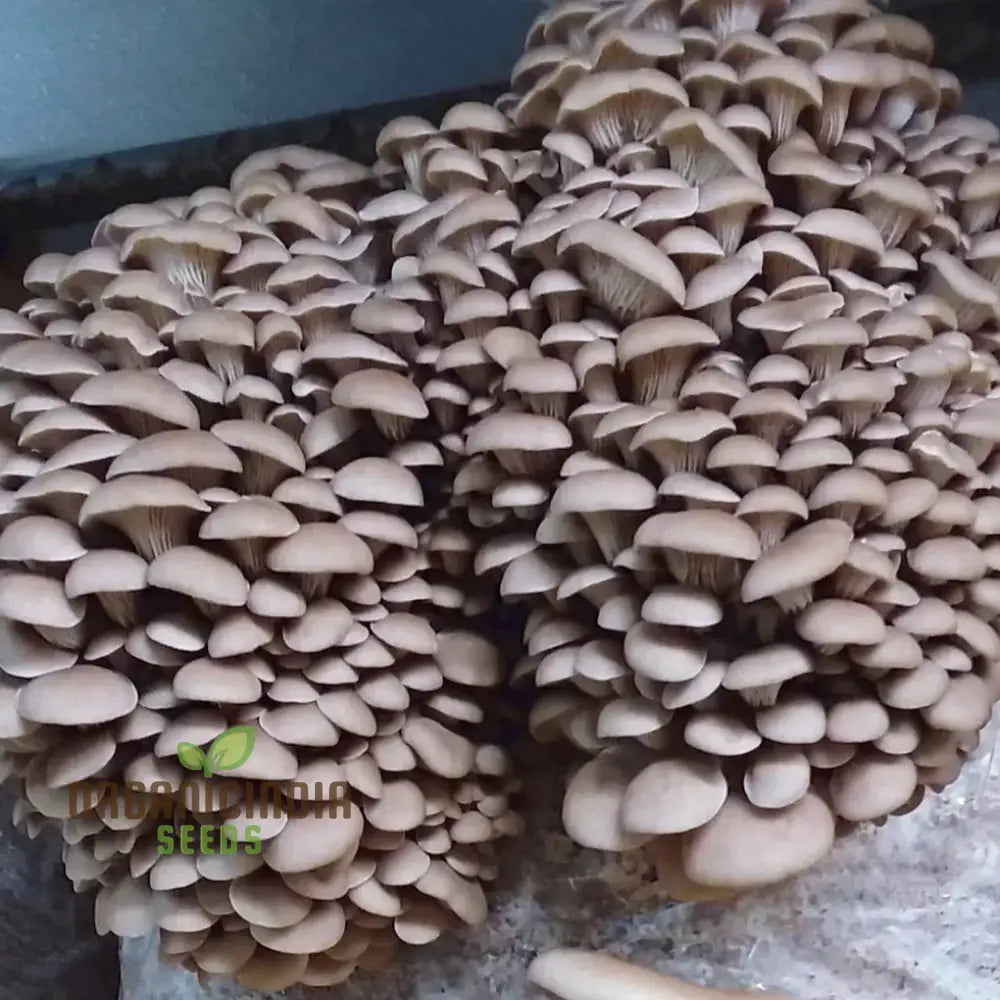 Blue-Grey Oyster Mushroom Growing in Substrate from Seeds, Culinary Mushroom