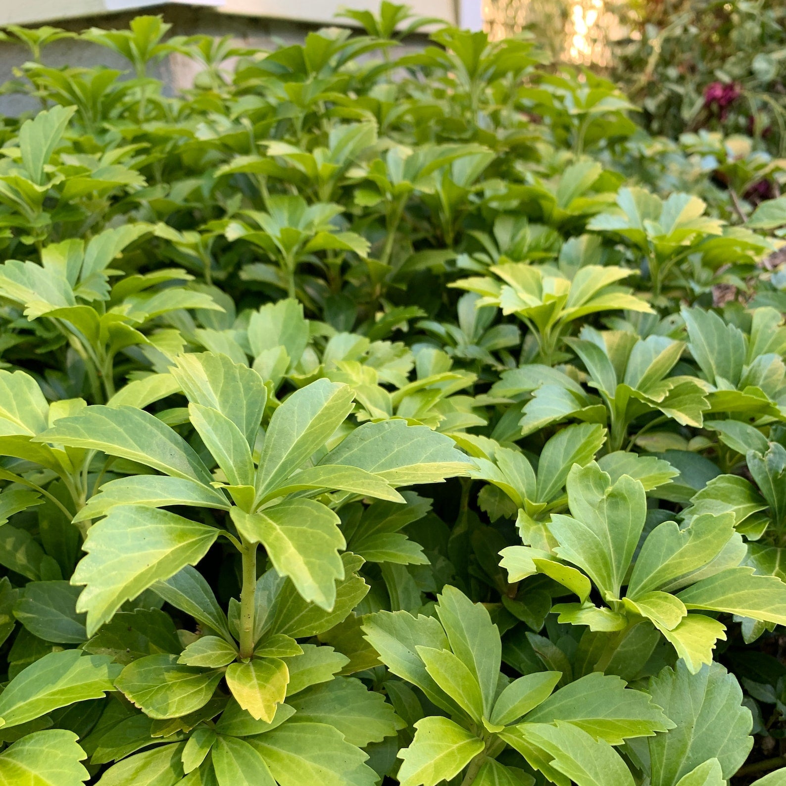 Pachysandra Planting Guide for Evergreen Groundcover