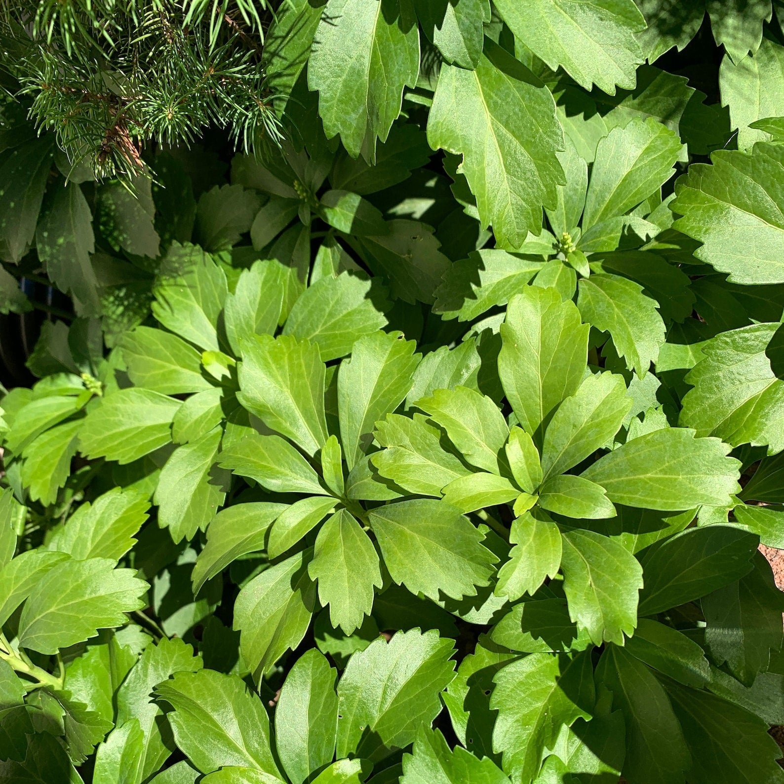 Pachysandra Seedlings Growing in Moist Well-Drained Soil